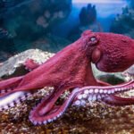 giant-pacific-octopus-adobestock_583480204.jpg