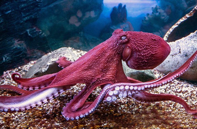 giant-pacific-octopus-adobestock_583480204.jpg